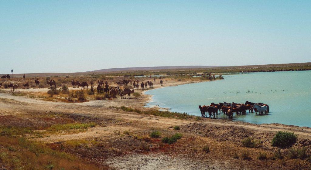 How to visit Turkistan Kazakhstan's spiritual and historical center 1 waterhole steppes Kazakhstan camels horses