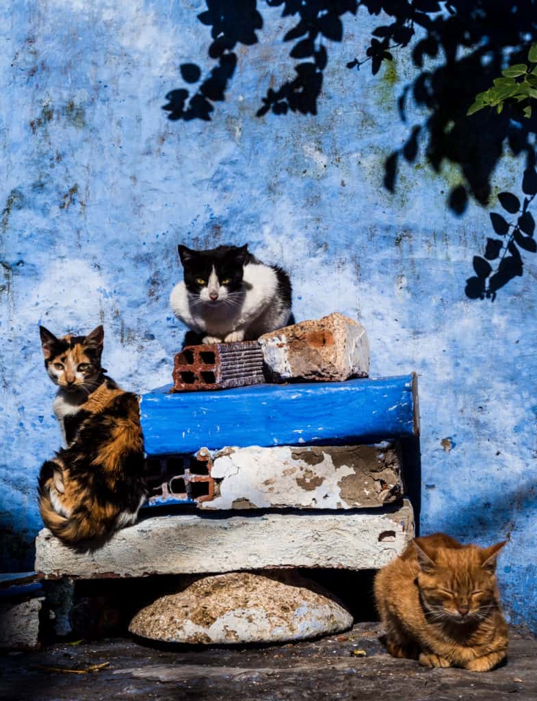 Morocco Itinerary 2026: 3 Best Routes for a Morocco trip Through Imperial Cities, Atlas Mountains & Sahara 30 Things to do in and around Chefchaouen, the Blue City of Morocco - streets of Chefchaouen - Get lost in the streets of Chefchaouen - cats in Chefchaouen - Journal of Nomads