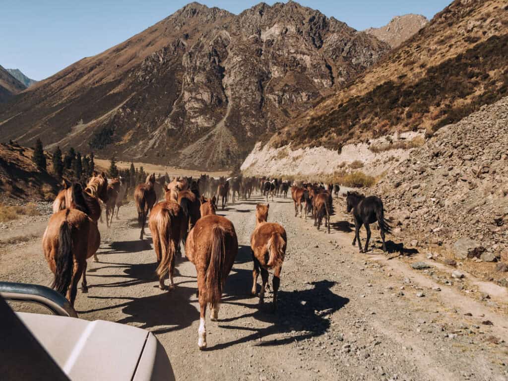 Why Visit Kyrgyzstan: 12 Reasons why I fell in love with this special country in Central Asia 7 Why Visit Kyrgyzstan: 12 Reasons why I fell in love with this special country in Central Asia