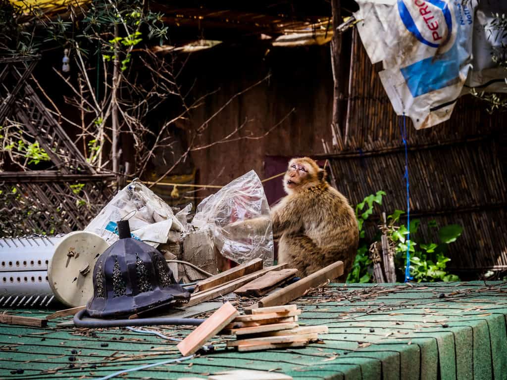 How to visit the Ouzoud Waterfalls in Morocco: 16 things you need to know 7 berber monkeys in Ouzoud - Journal of Nomads