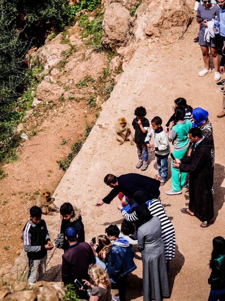 How to visit the Ouzoud Waterfalls in Morocco: 16 things you need to know 18 feeding monkeys at ouzoud waterfalls - Barbary macaques - Journal of nomads