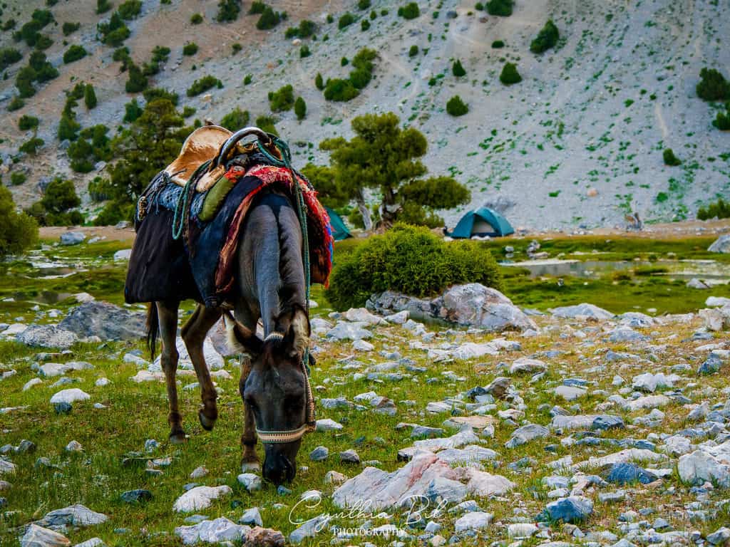 The Complete Guide to the Fann Mountains in Tajikistan 72 Donkeys in Tajikistan