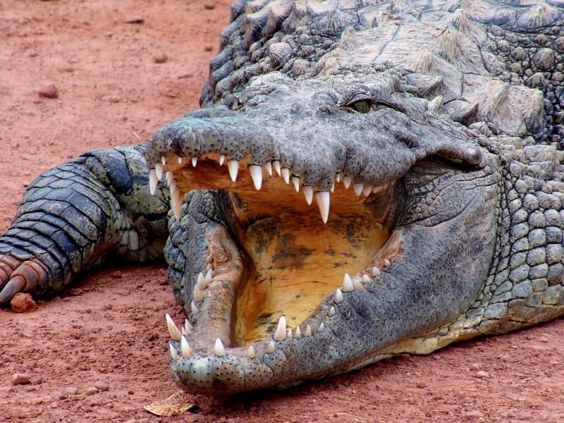 observing crocodiles in Agadir Morocco