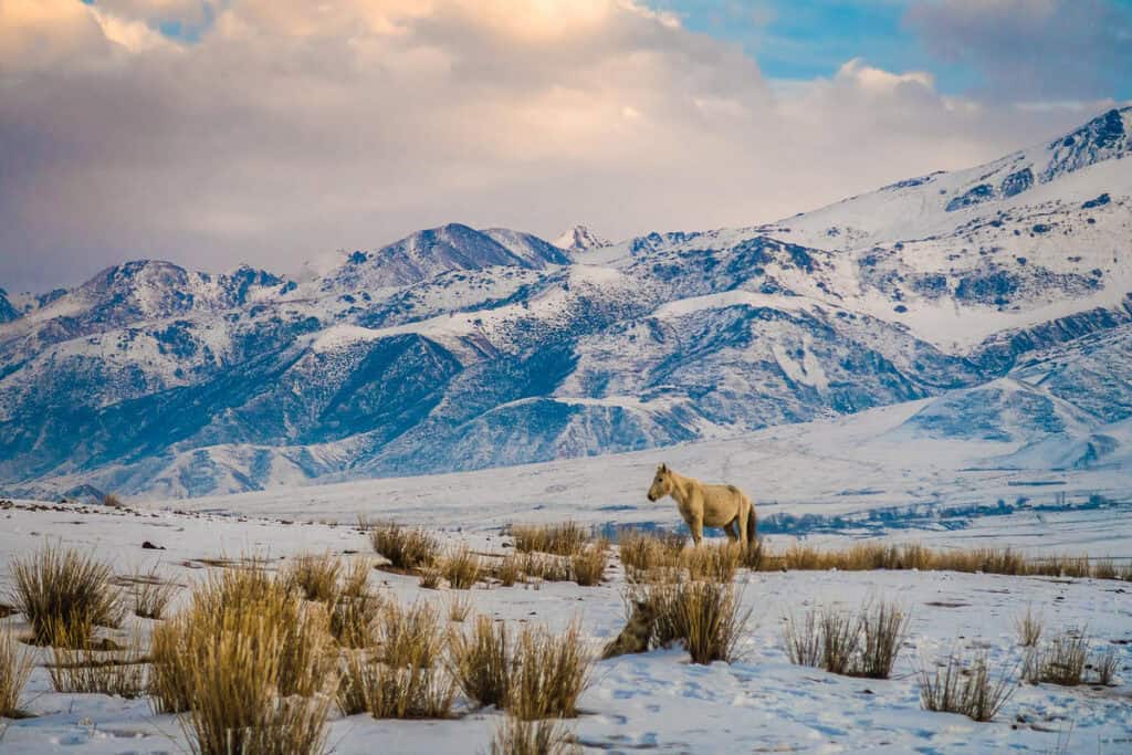 Why Visit Kyrgyzstan in Winter? 6 Reasons, Tips & best Experiences 27 Why Visit Kyrgyzstan in Winter? 6 Reasons, Tips & best Experiences