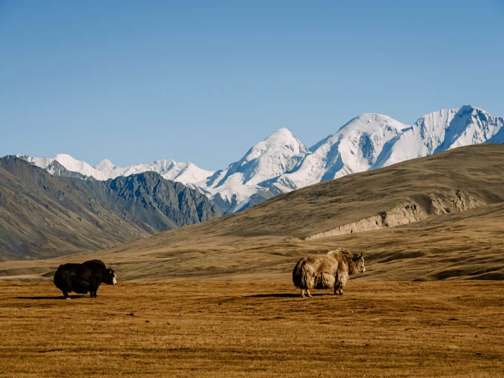 The 25 most beautiful and best places to visit in Kyrgyzstan in 2026 66 Sary Jaz Kyrgyzstan yaks remote places in Kyrgyzstan