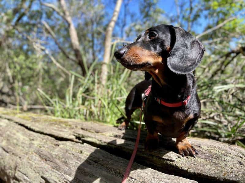 Camping with a dog