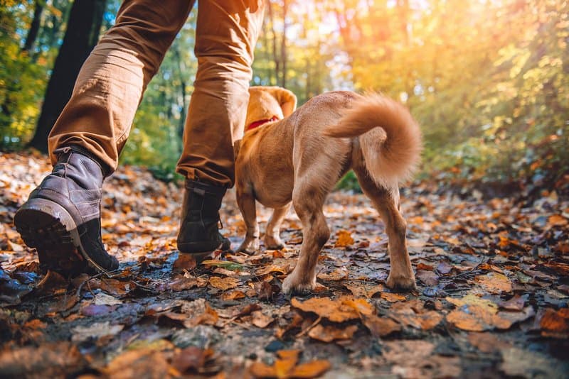 The Essential Guide for Camping with a Dog - 12 Tips to have a great outdoor adventure with your loyal friend!
