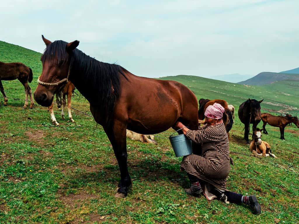 Horse milking Kyrgyzstan - kymys - horse milk - mare milk - milking horses - Alay Mountains Hikes - Hiking in Kyrgyzstan - Trekking Guide - Journal of Nomads