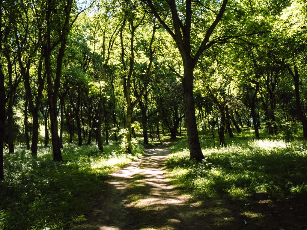 Kyrgyzstan in Spring: Best Places to Visit, Weather & What to Expect (April–June) 57 walnut forest Arslanbob - The Complete Guide to Arslanbob Walnut forest Kyrgyzstan - Arslanbob Things to do