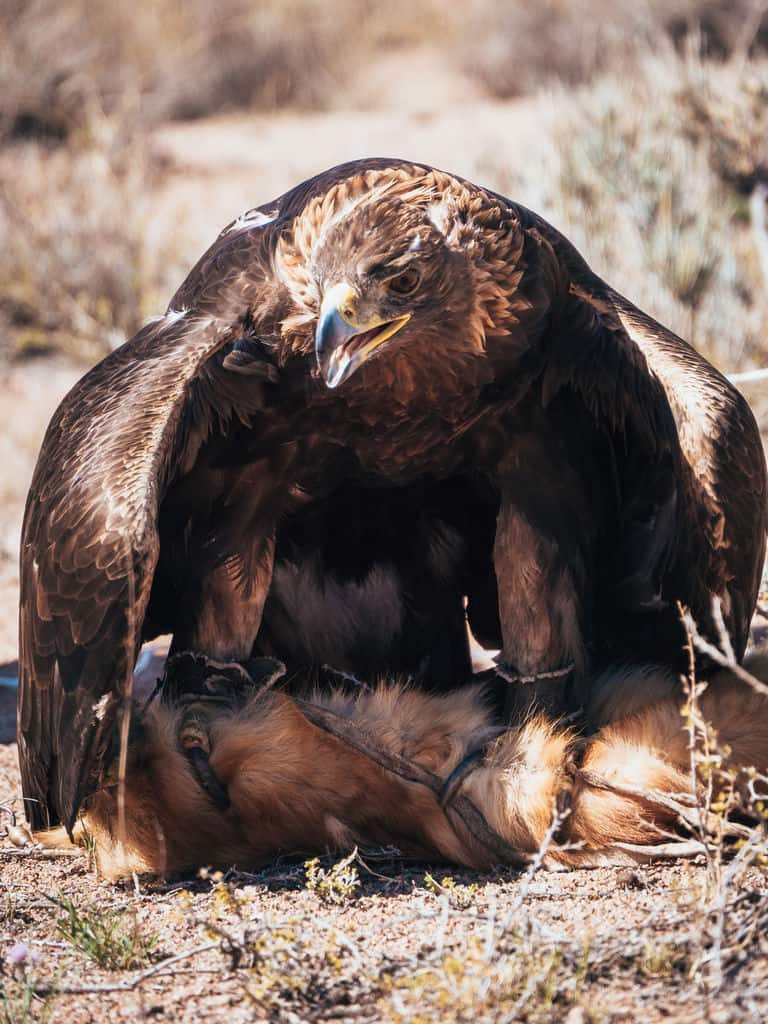 10-daagse Groepsreis Kirgizië 2026: Ga mee op een uniek avontuur! 28 Golden Eagle Hunter - Eagle Hunting Demonstration Kyrgyzstan