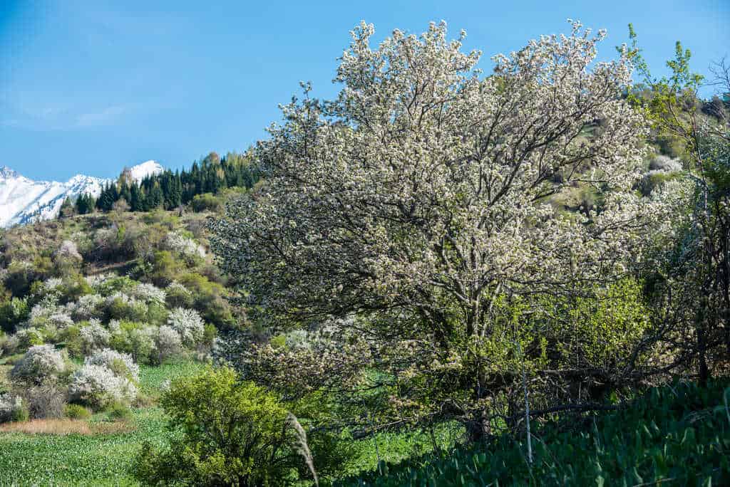 19 Best Things to do in Almaty Kazakhstan - The Complete Guide to visit Almaty City 10 What is Almaty known for - Almaty City Kazakhstan - Almaty Travel Guide