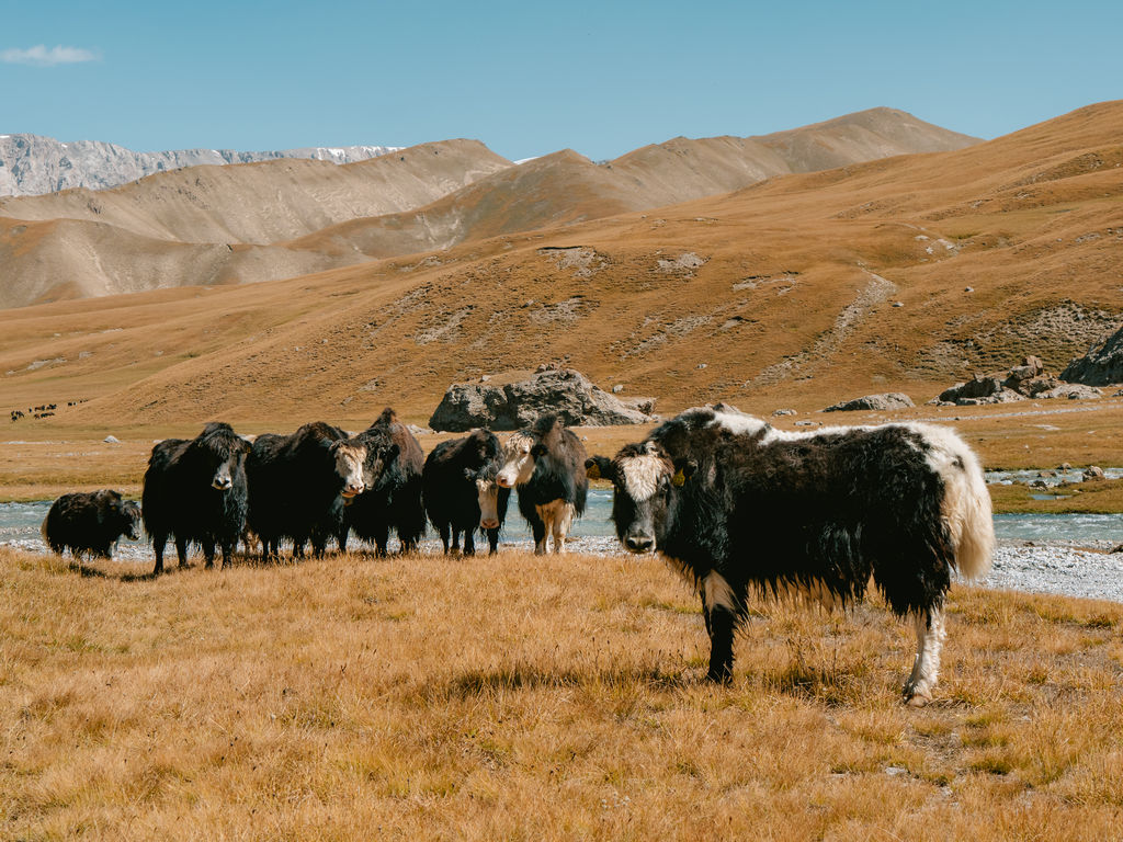 Yaks in Kel Suu
