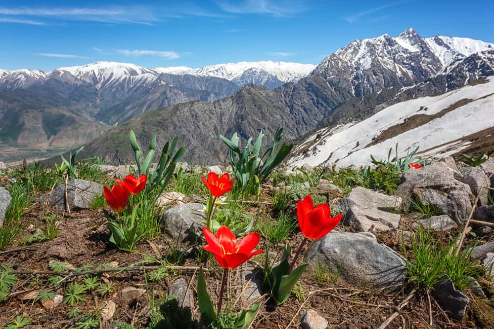 Hiking in Uzbekistan - 6 best Hiking Trails in the Nuratau and Chimgan Mountains in Uzbekistan 20 Hiking in Uzbekistan - 6 best Hiking Trails in the Nuratau and Chimgan Mountains in Uzbekistan