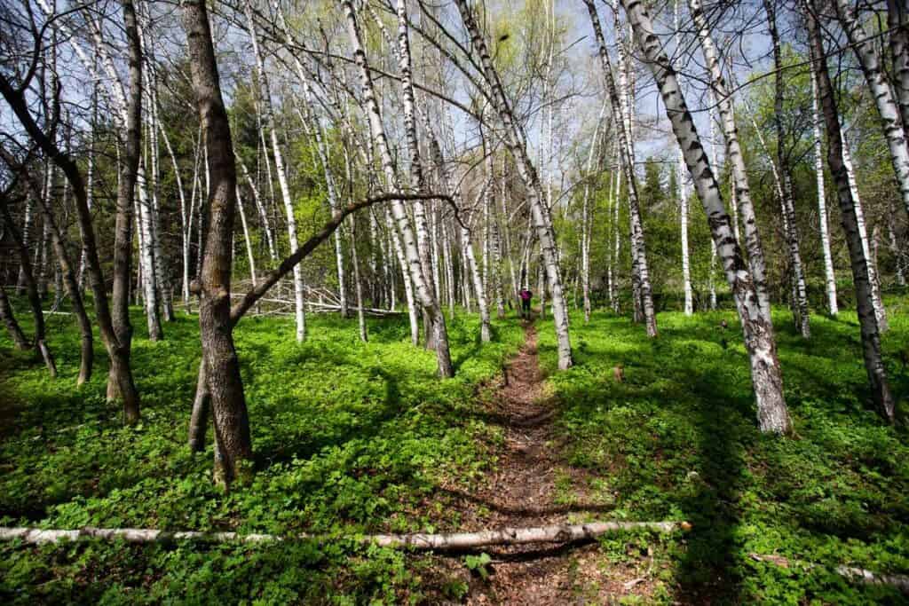 Kyrgyzstan in Spring: Best Places to Visit, Weather & What to Expect (April–June) 38 Kyrgyzstan in Spring: Best Places to Visit, Weather & What to Expect (April–June)