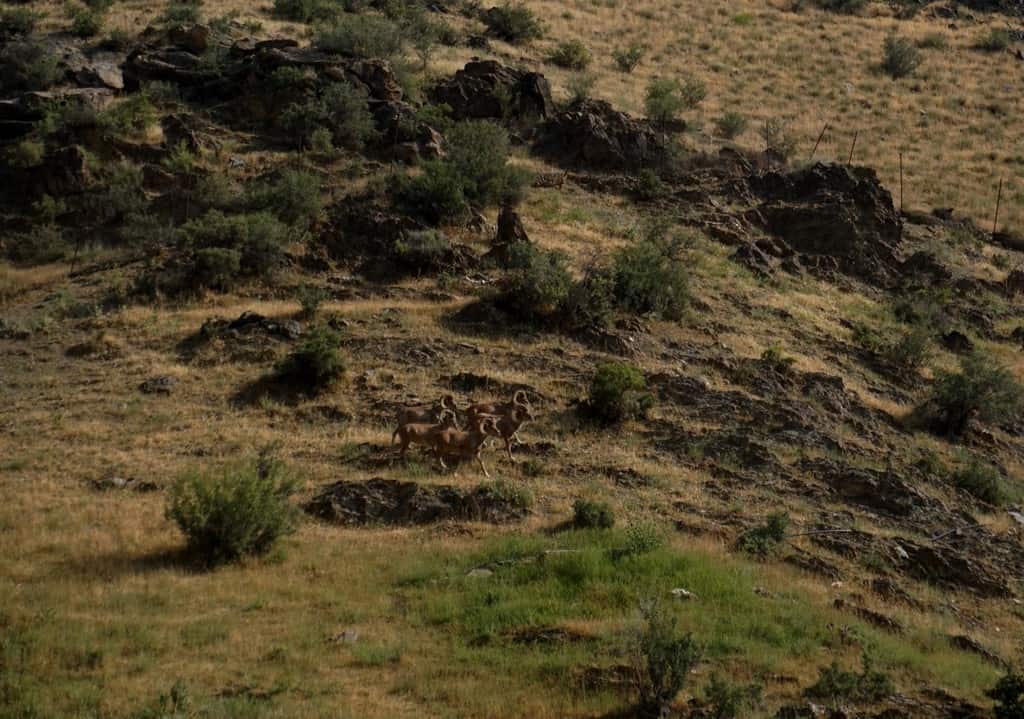 Everything you need to know about horse riding in Uzbekistan+ 3 best horse trekking destinations in Uzbekistan 43 Everything you need to know about horse riding in Uzbekistan+ 3 best horse trekking destinations in Uzbekistan
