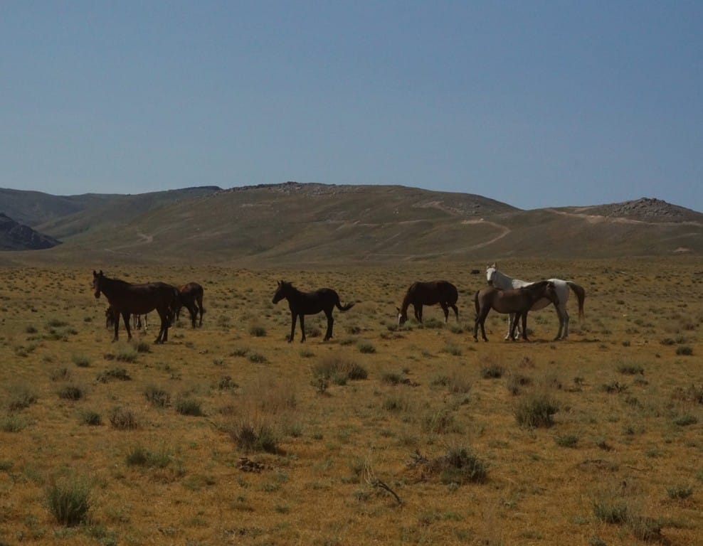 Hiking in Uzbekistan - 6 best Hiking Trails in the Nuratau and Chimgan Mountains in Uzbekistan 59 Hiking in Uzbekistan - 6 best Hiking Trails in the Nuratau and Chimgan Mountains in Uzbekistan