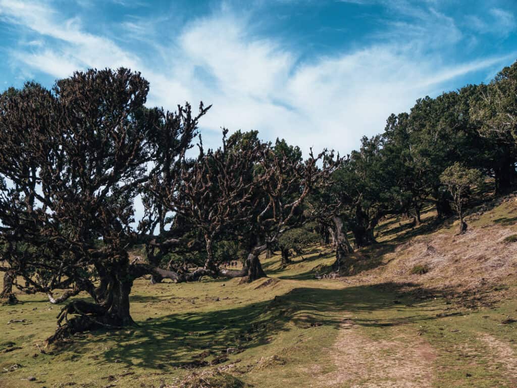 The Handy Guide to Hiking in Madeira Portugal with Our 7 favourite Madeira Hiking trails 43 Fanal Forest madeira - Fanal Madeira - Places to visit Madeira - Journal of Nomads