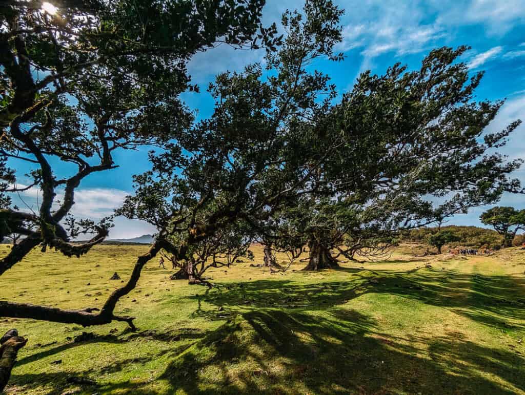 The Handy Guide to Hiking in Madeira Portugal with Our 7 favourite Madeira Hiking trails 44 Fanal Forest madeira - Fanal Madeira - Places to visit Madeira - Journal of Nomads