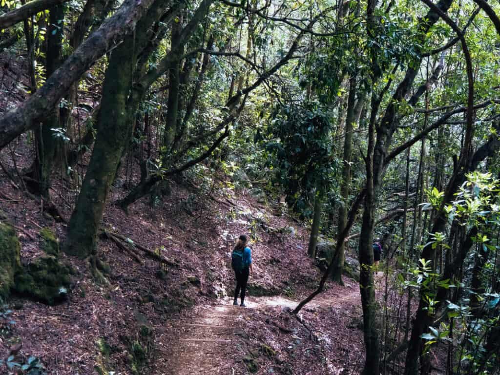 The Handy Guide to Hiking in Madeira Portugal with Our 7 favourite Madeira Hiking trails 45 Levada do Ceidros PR14 Hiking in Madeira - Madeira hiking trails - beautiful hikes Madeira - Journal of Nomads