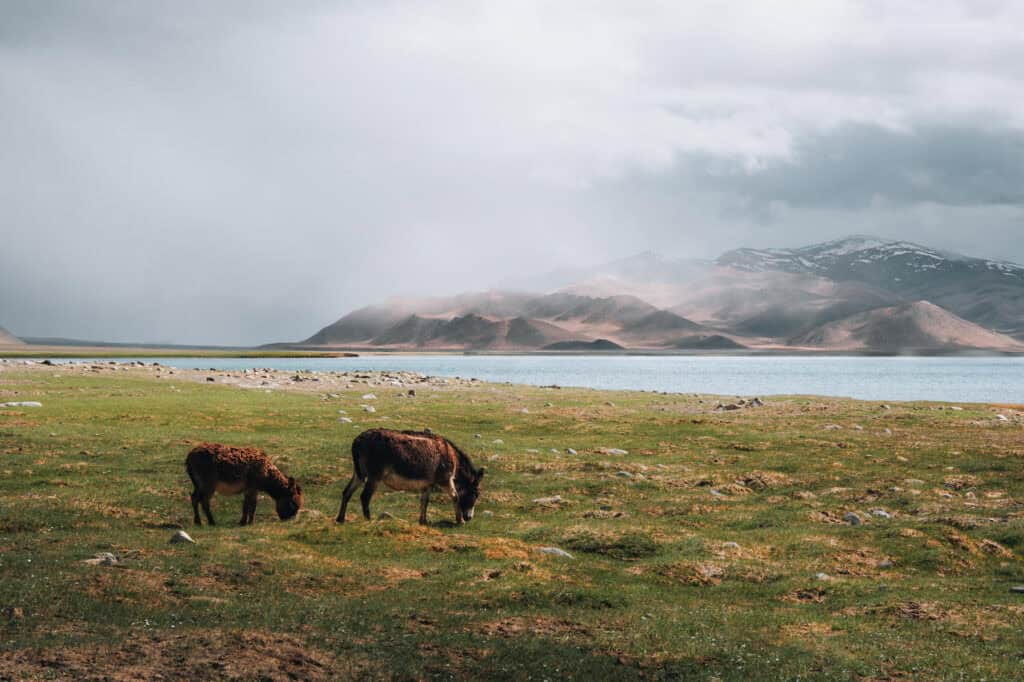 17-day Highlights of Tajikistan Tour: Fann Mountains and Pamir Highway Tour 33 17-day Highlights of Tajikistan Tour: Fann Mountains and Pamir Highway Tour