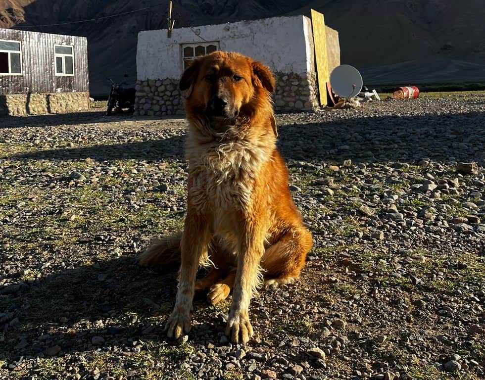 Dog in Tajikistan - hiking in Tajikistan - Pamir Highway -Journal of Nomads